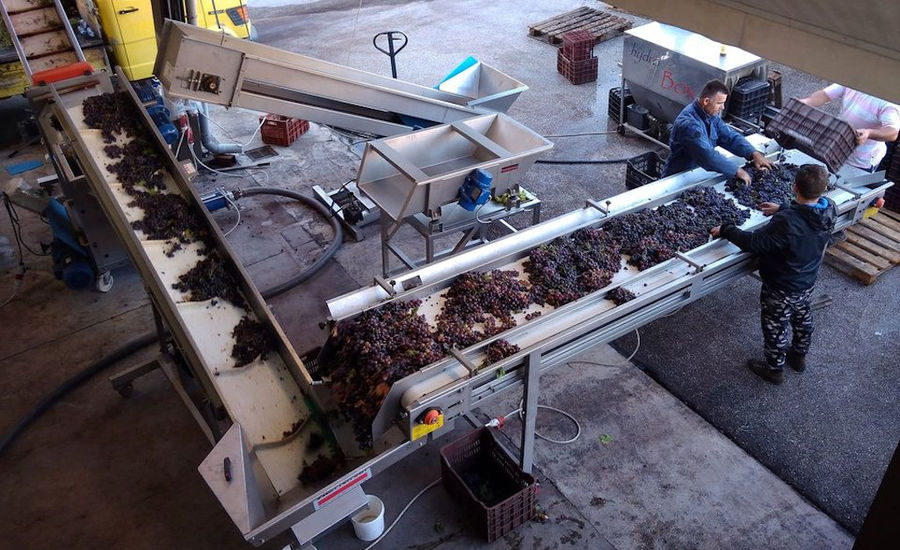 view from above of two men selecting grapes on conveyor belt at 'Domaine Migas' facilities