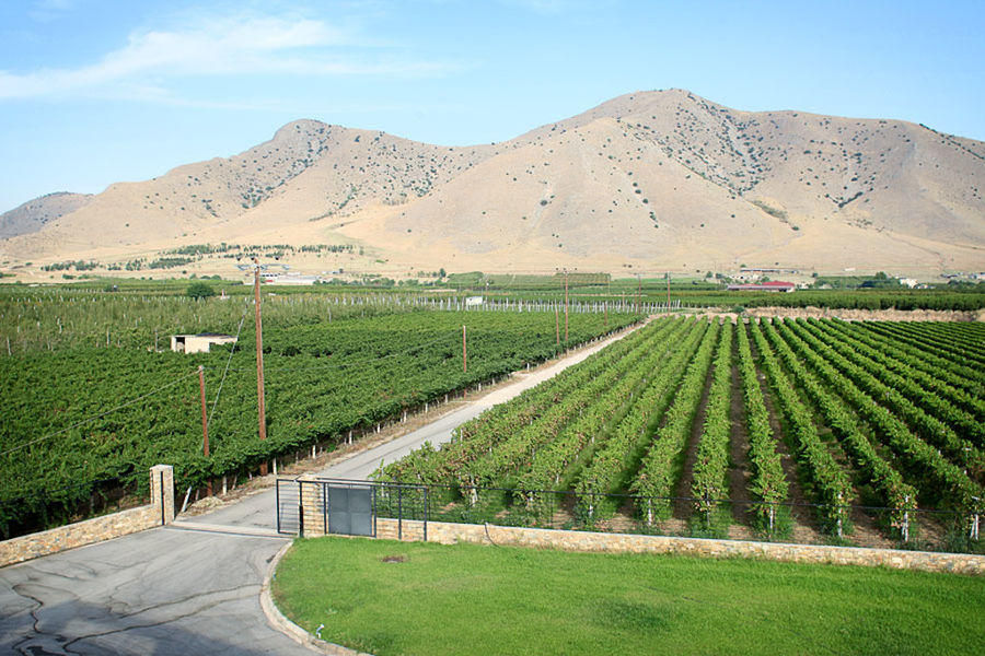 road with 'Domaine Migas' vineyards of both sides and mountains in the background
