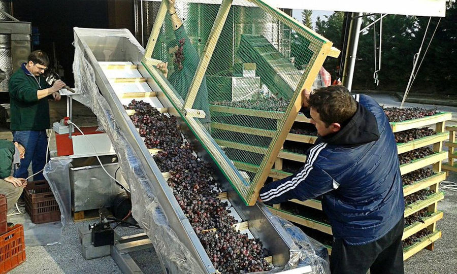 two men οverturning frame panel with grapes on conveyor belt at 'Domaine Migas' facilities