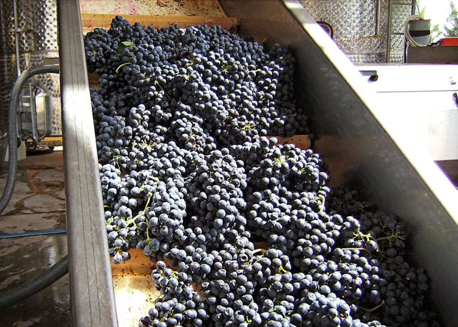 bunches of black grapes on conveyor belt at 'Domaine Migas' facilities