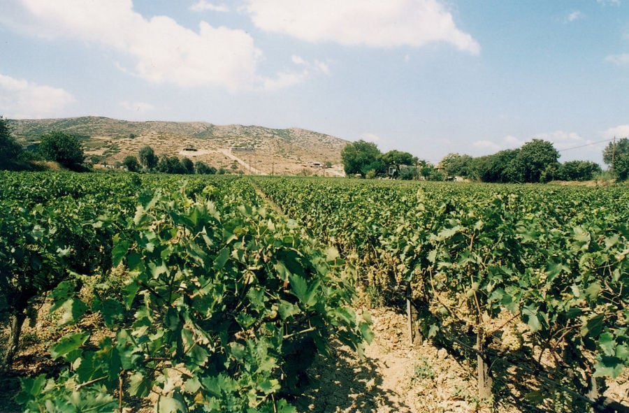 rows of vines at 'Domaine Mitzifiris Bio Wines' vineyards in the background of blue sky and mountains