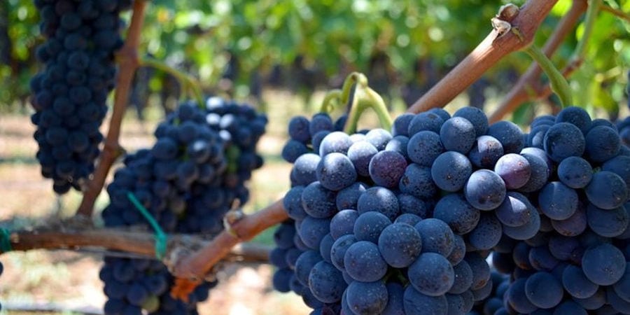 'Domaine Mitzifiris Bio Wines' vineyards full of bunches of black grapes