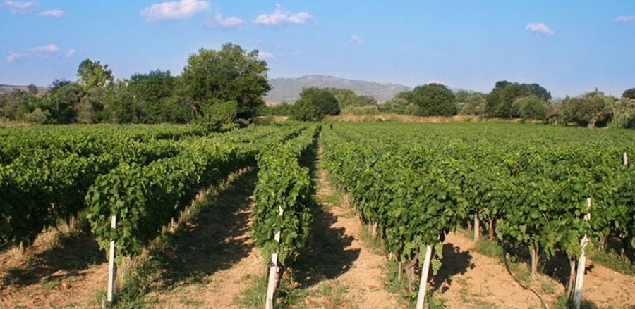 rows of vines at 'Domaine Mitzifiris Bio Wines' vineyards in the background of blue sky and trees