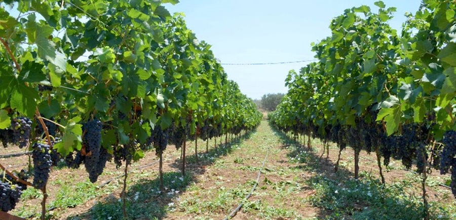 'Domaine Mitzifiris Bio Wines' vineyards full of bunches of black grapes