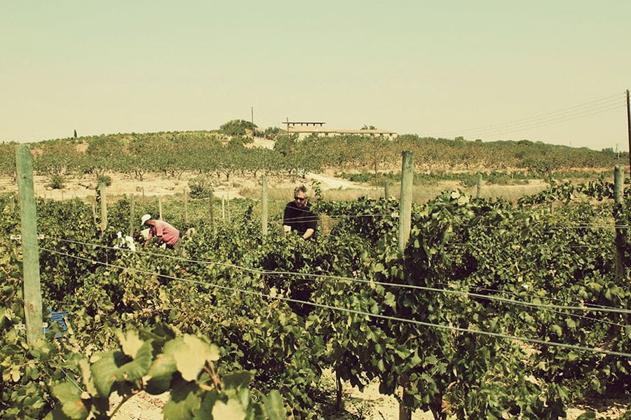 men picking grapes in Domaine Papagiannakos vineyard and the winery in the background