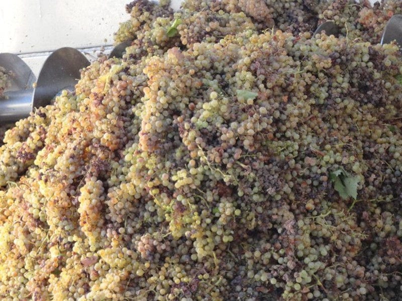 close-up of a lot of bunches of grapes on top of each other at Domaine Papagiannakos winery