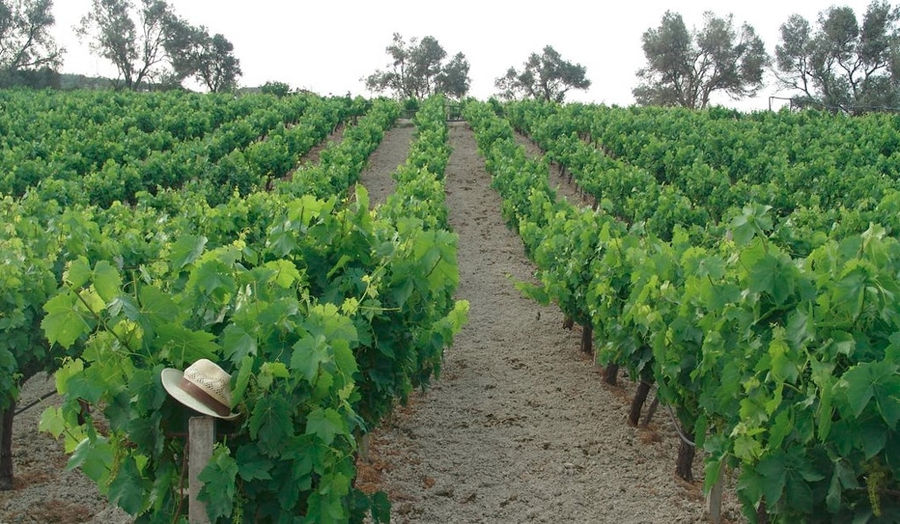 a sun hat on the grape stick in Douloufakis Winery vineyards