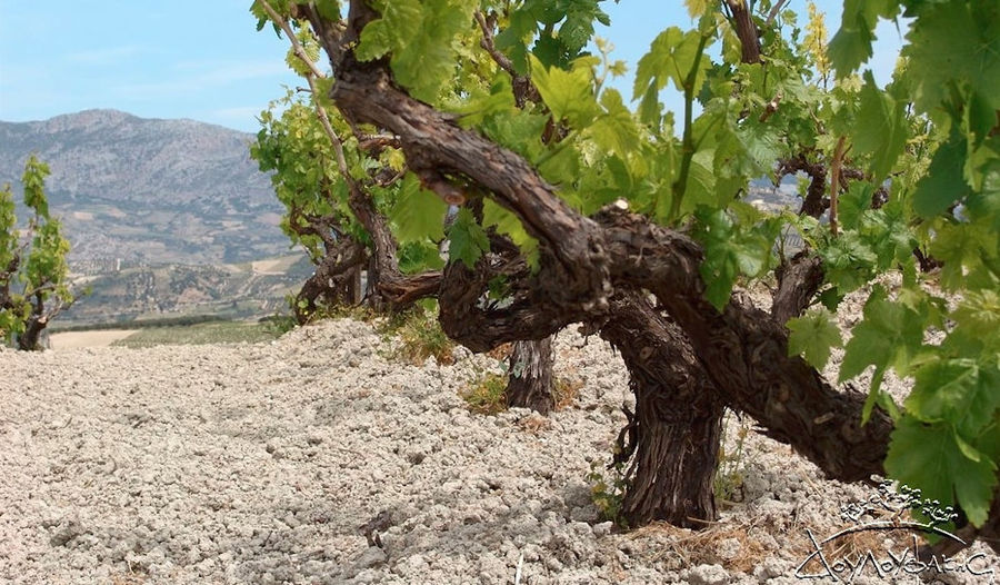 bunches of vines at Douloufakis Winery vineyards