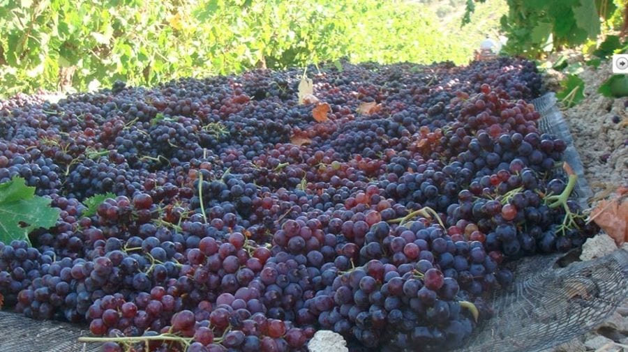 black grapes on the ground for drying in the sun at Douloufakis Winery outside