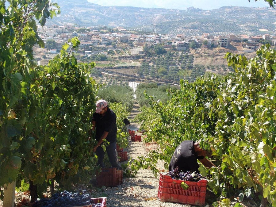 men picking grapes in Douloufakis Winery vineyard