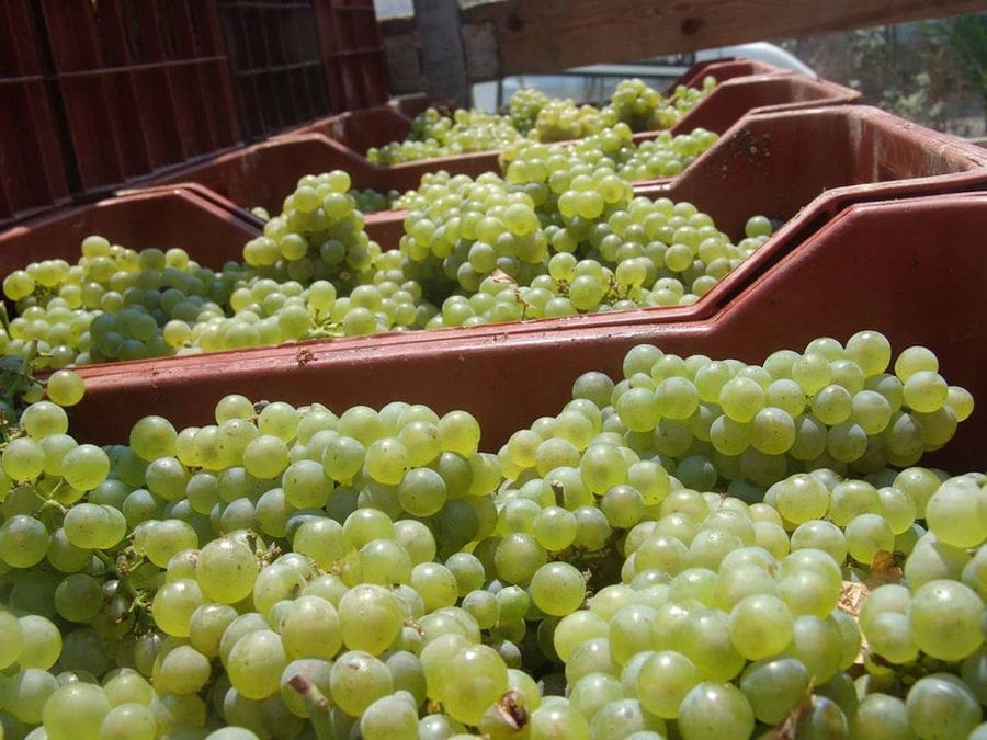 lying plastic crates with bunches of white grapes at Douloufakis Winery