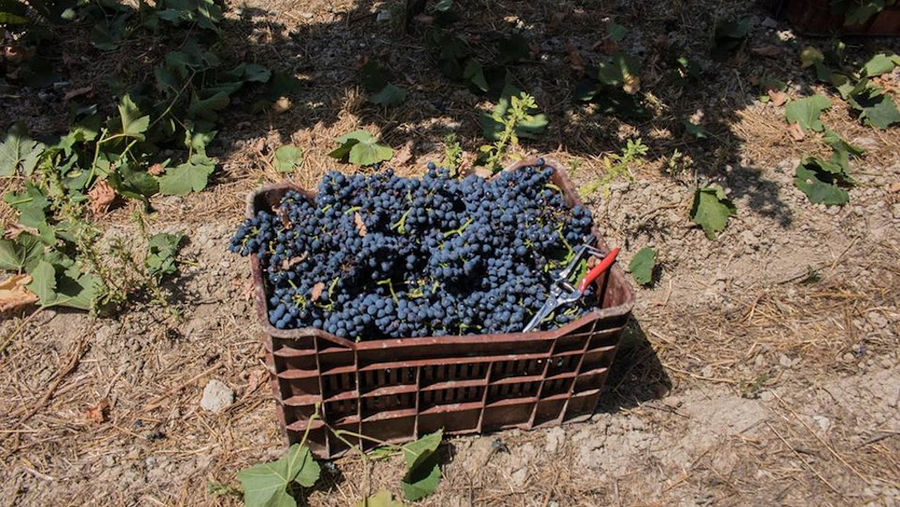 plastic crates with bunches of black grapes on the ground at Douloufakis Winery