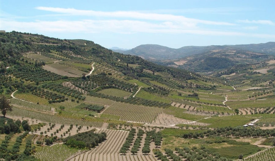 Douloufakis Winery vineyards from above surrounded by trees and mountains