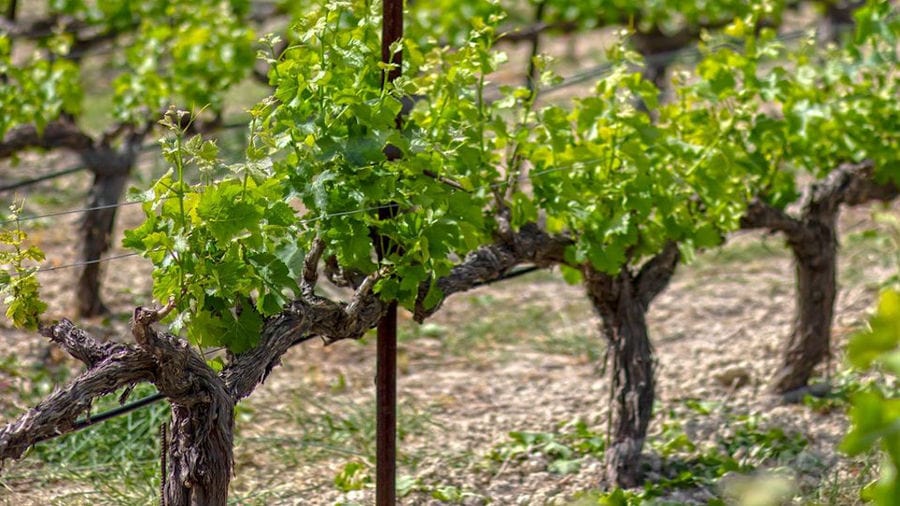 rows of vines at Douloufakis Winery vineyards