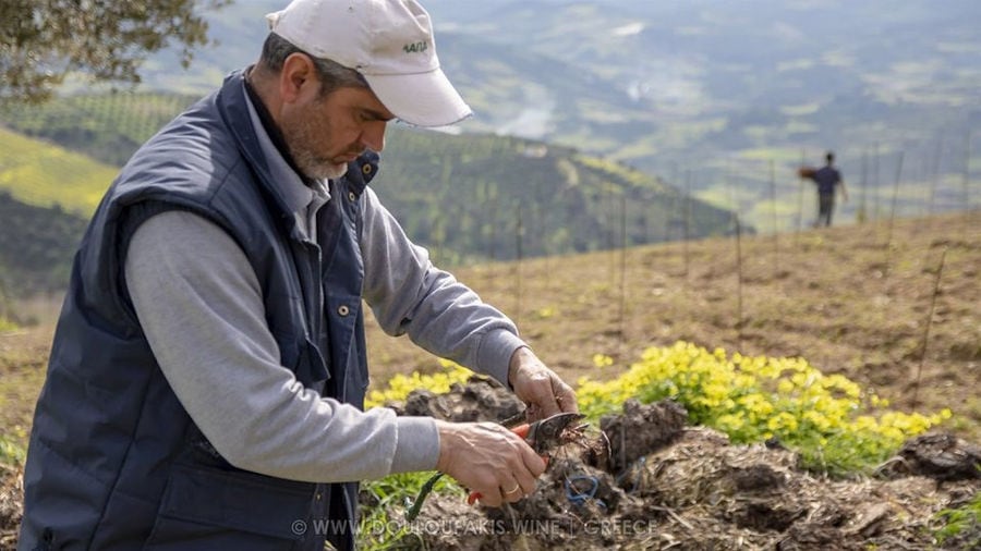 man cutting bunche of black vine with a scissors at Douloufakis Winery vineyards