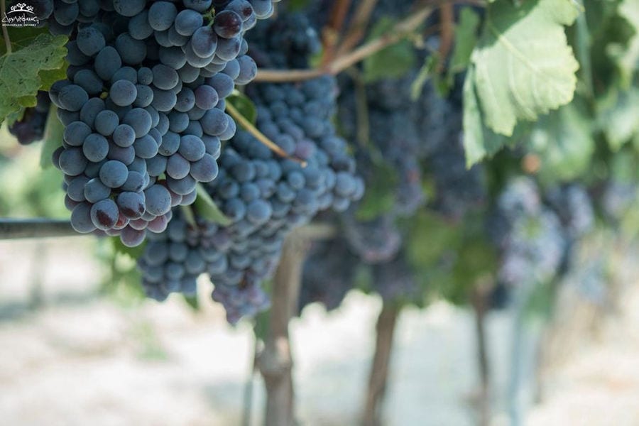 Douloufakis Winery vineyards full of bunches of black grapes