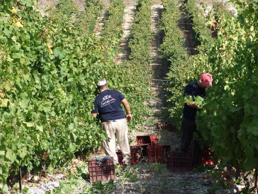 men picking grapes in Douloufakis Winery vineyard