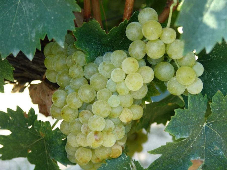 Douloufakis Winery vineyards full of bunches of white grapes