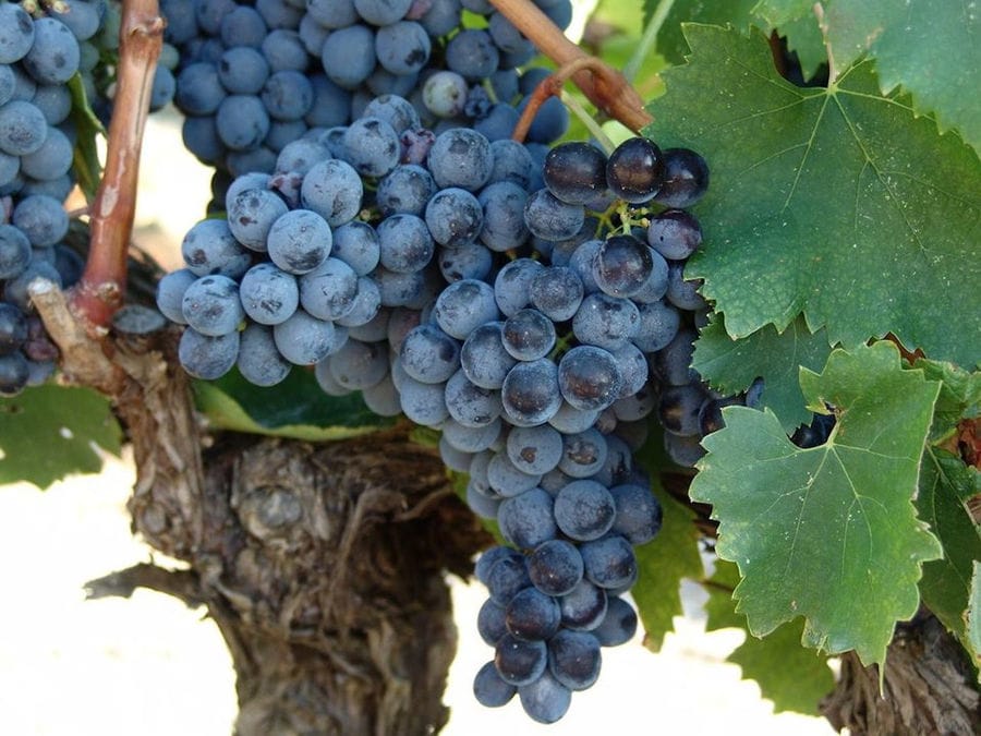 Douloufakis Winery vineyards full of bunches of black grapes