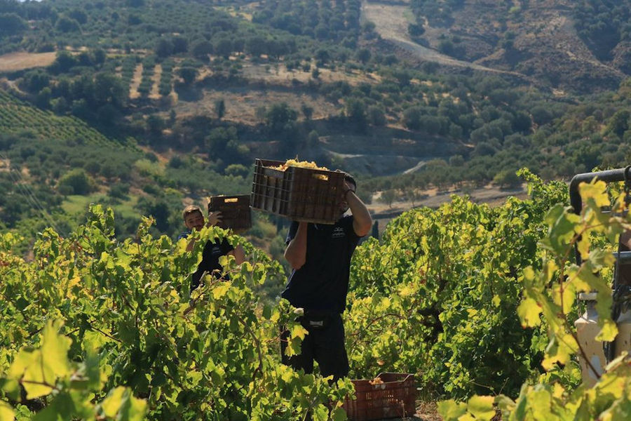 men carrying crates with bunches of grapes at Douloufakis Winery vineyards