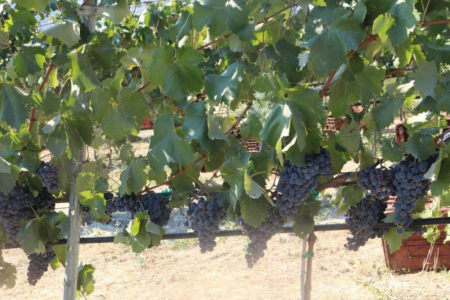 Douloufakis Winery vineyards full of bunches of black grapes