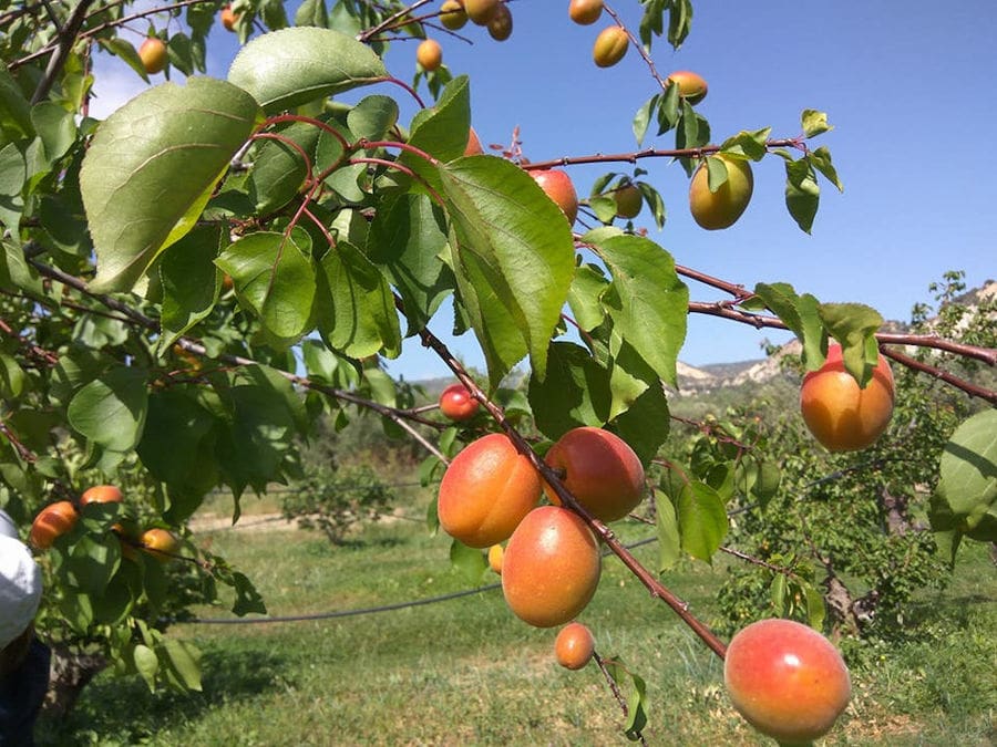 branches of apricots at Drupes crops