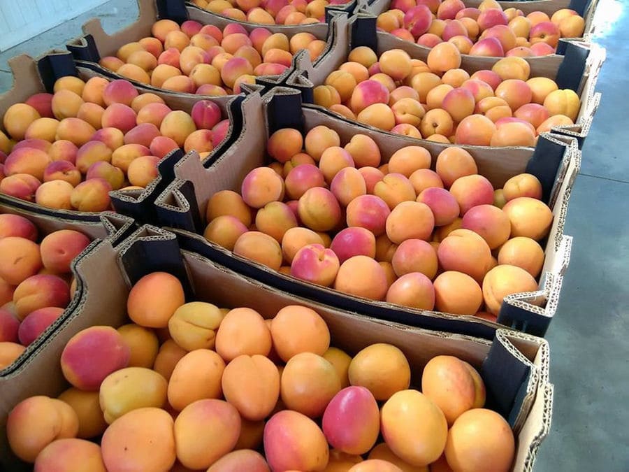 plastic crates of apricots at Drupes company