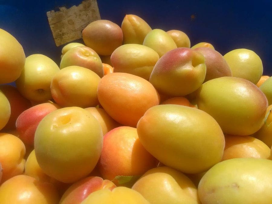 apricots on top of each other at Drupes company