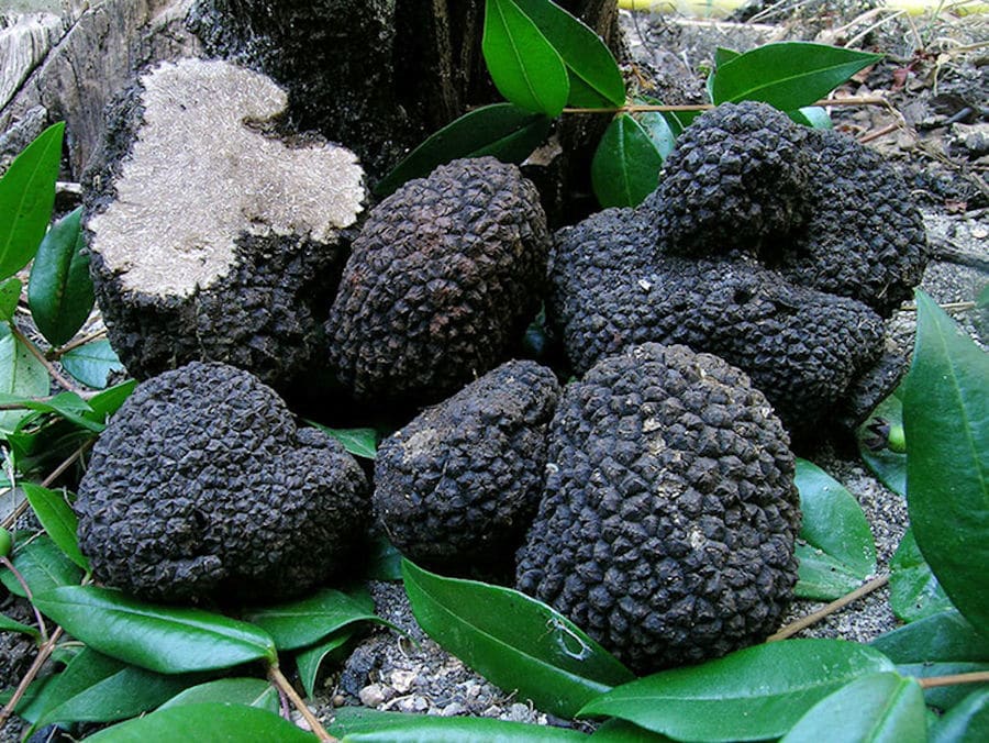 fresh black truffles and one of them is cutting and green leaves on the groung from 'Dryas Greek Truffle'