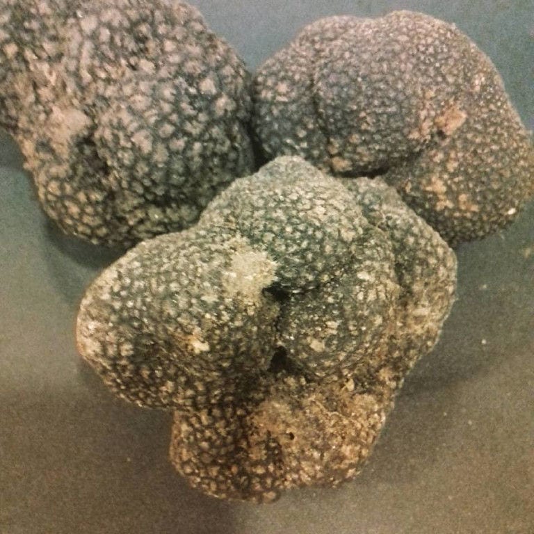 fresh white truffles from 'Dryas Greek Truffle'