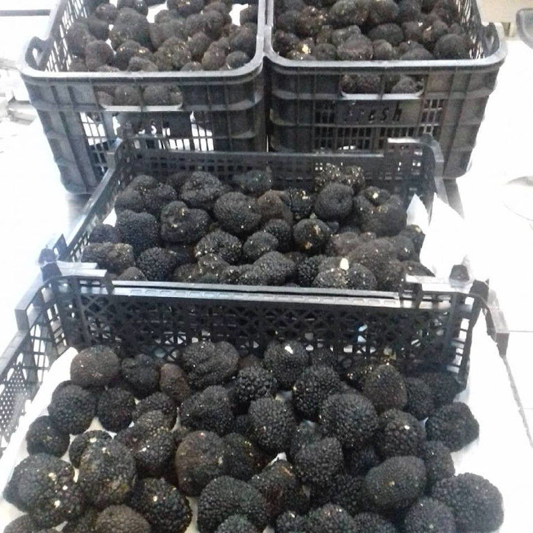 plastic crates with fresh black truffles from 'Dryas Greek Truffle'