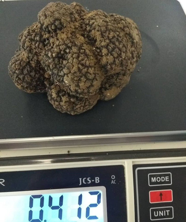 white truffle on the electronic laboratory balance at 'Dryas Greek Truffle' plant