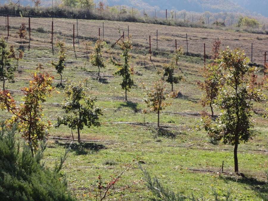 rows of trees crops of 'Dryas Greek Truffle'