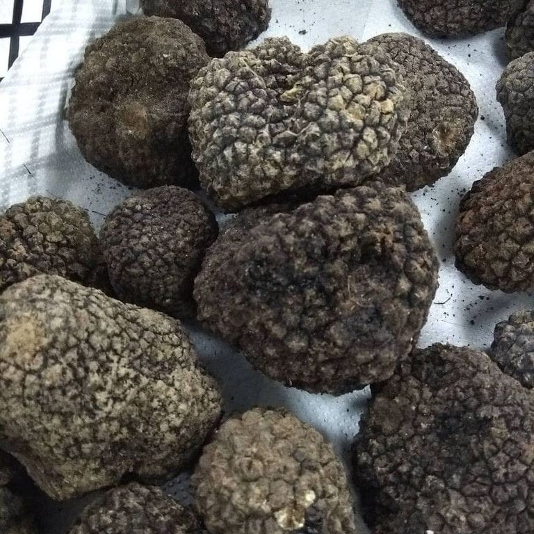 fresh black truffles from 'Dryas Greek Truffle'