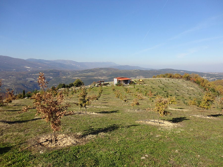 far view of a 'Dryas Greek Truffle' building surrounded by rows of trees and mountains in the background