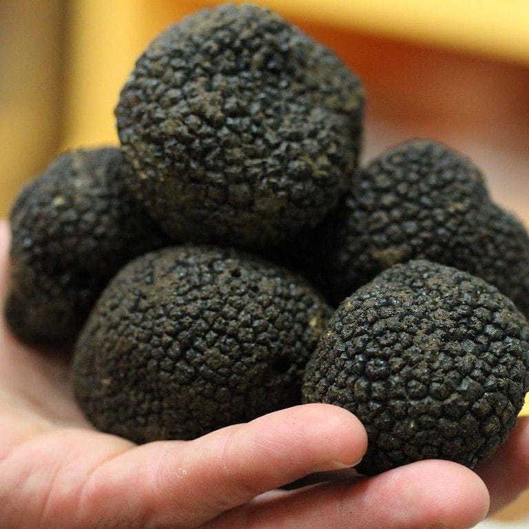 a man holding fresh black truffles from 'Dryas Greek Truffle' and showing at the camera