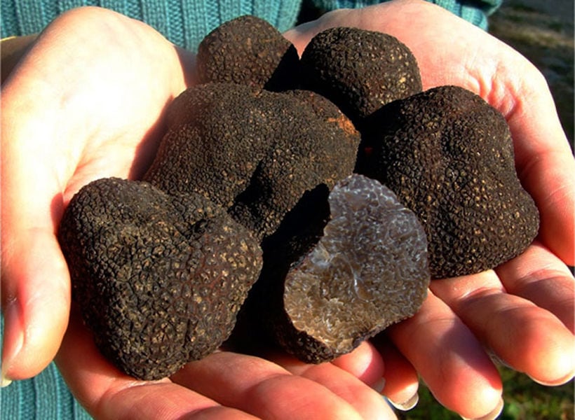 a man holding fresh black truffles from 'Dryas Greek Truffle' and showing at the camera