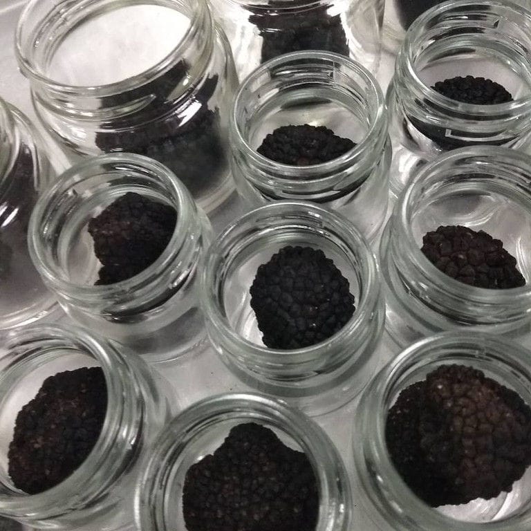 view from above of jars with a black truffle in each one from 'Dryas Greek Truffle'