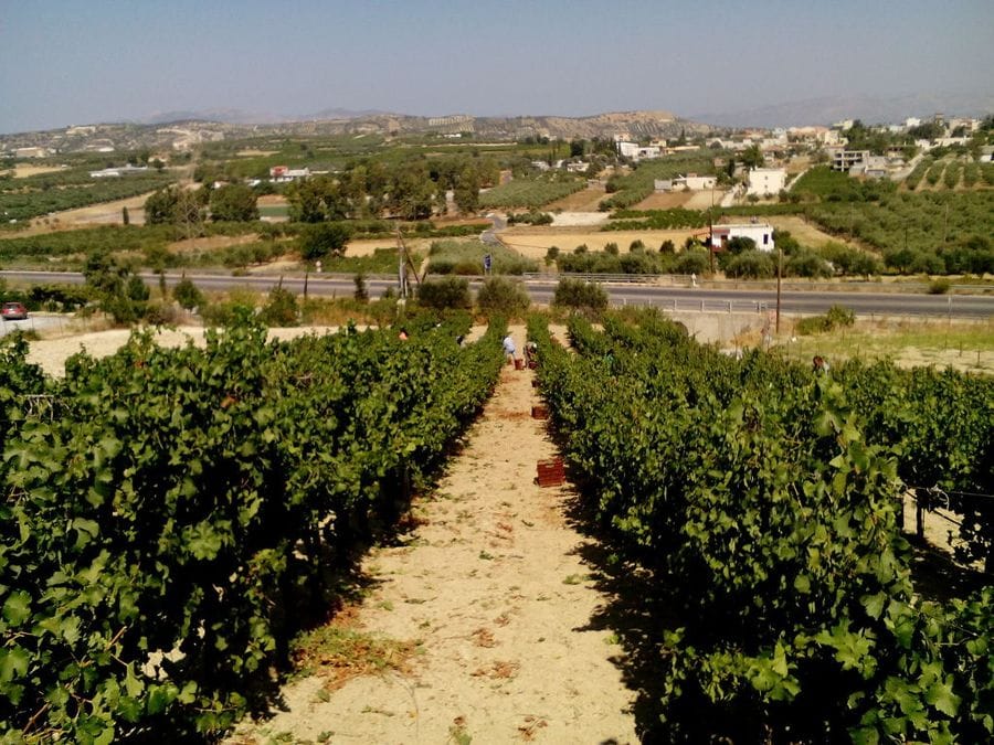 rows of vines at Efrosini Winery vineyards in the background of road and buildings and vineyards