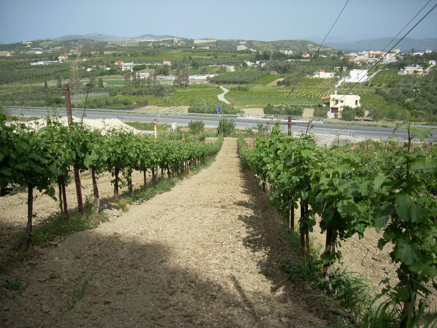 rows of vines at Efrosini Winery vineyards in the background of road and buildings and vineyards