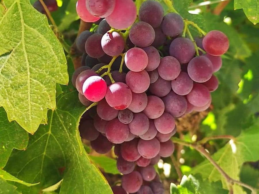 bunch of rose grapes on the brunch at Efrosini Winery vineyards