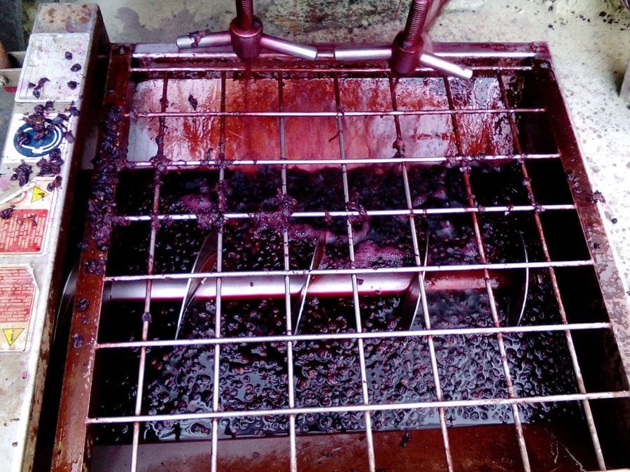 red wine 'must' flowed in vat at Efrosini Winery plant