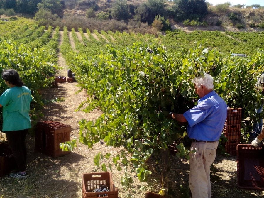 a woman and a old man picking grapes at Efrosini Winery vineyards