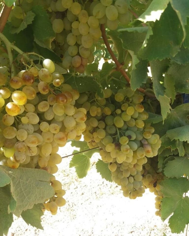 bunches of white grapes on the brunch at Efrosini Winery vineyards