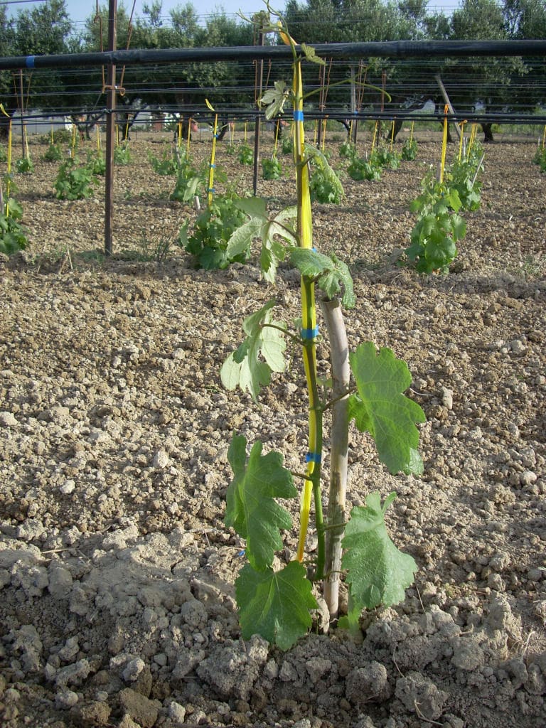 lying brunches of vines at Efrosini Winery