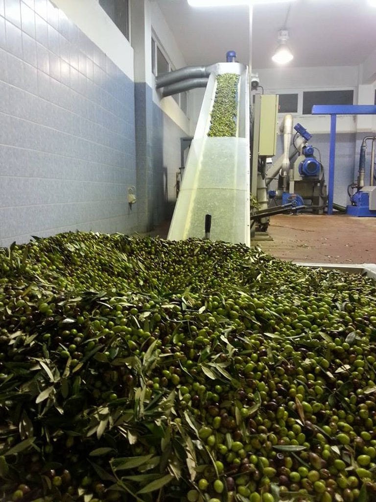 conveyor belt with olives working and putting them in open storage tank at Elladiko olive oil plant