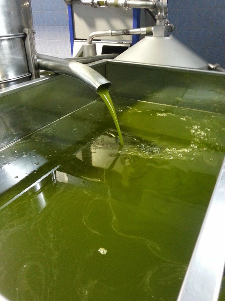 close-up of olive oil flowed from olive oil press machine at Elladiko plant