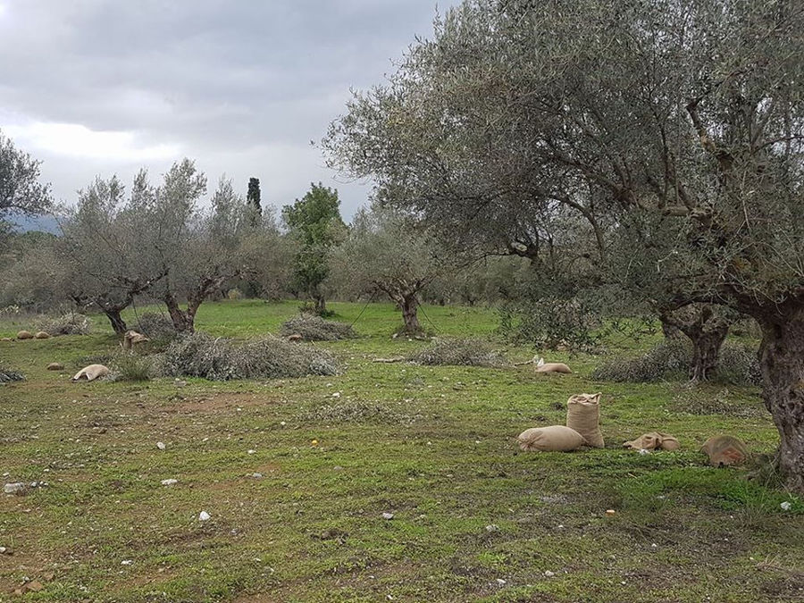 olive trees surrounded by brunches cutted of them and bags with olives at Elladiko
