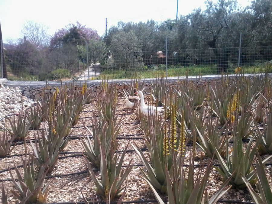rows of aloe vera plants with yellow flowers at Epidavros Aloe crops