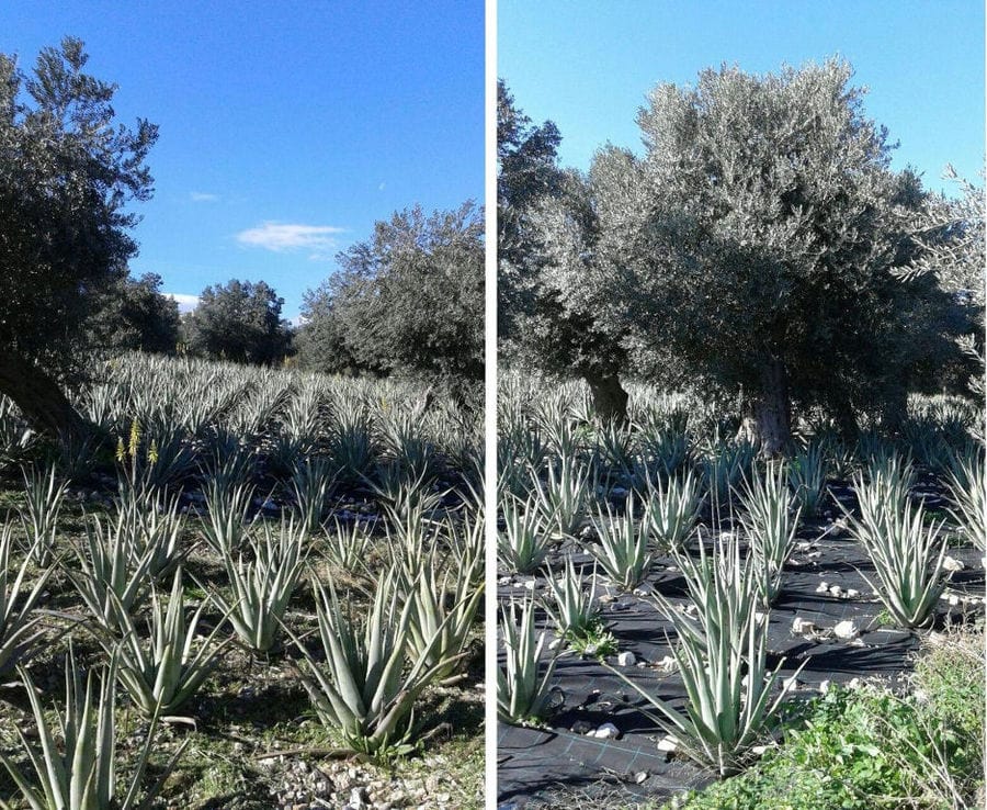 montaj of views with rows of aloe vera plants at Epidavros Aloe crops and olive trees in the buckground